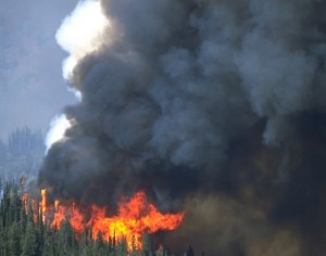 Do wind turbines lead to more forest fires?
