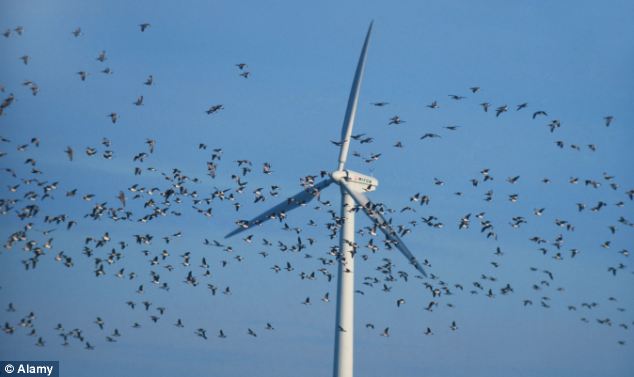 RSPB makes a killing… from windfarm giants behind turbines accused of destroying rare birds